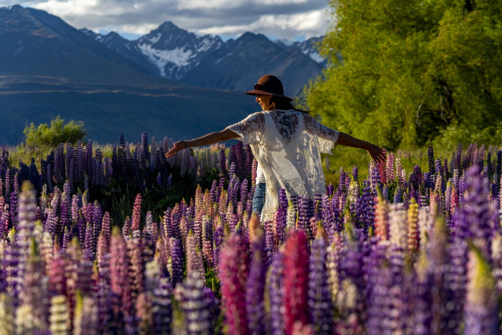 Lupin Flowers in Lake Pukaki